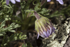 Erigeron pinnatisectus