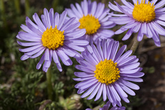Erigeron pinnatisectus
