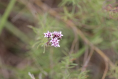 Stevia satureiifolia