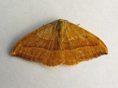 Watsonalla cultraria