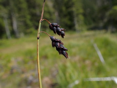 Carex pluriflora