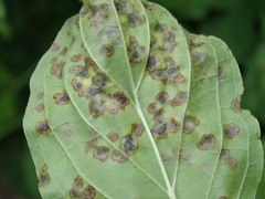 Sphaerulina cornicola