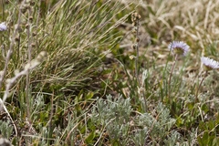Artemisia scopulorum