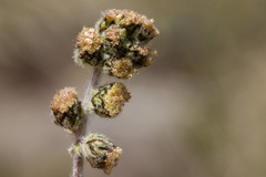 Artemisia scopulorum