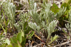 Artemisia scopulorum