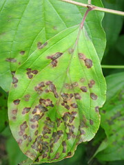 Sphaerulina cornicola