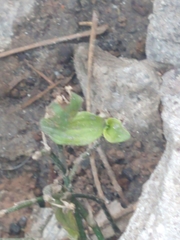 Tracheophyta