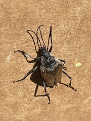 Rhagiini