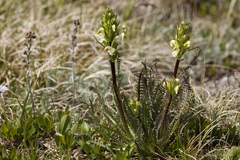 Pedicularis parryi