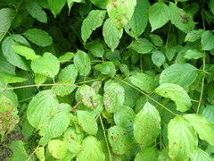 Sphaerulina cornicola