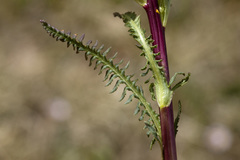 Pedicularis parryi