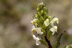 Pedicularis parryi