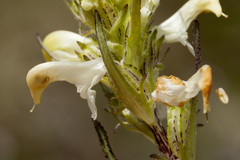 Pedicularis parryi