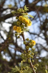 Vachellia caven
