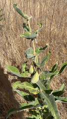 Asclepias eriocarpa