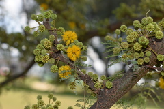 Vachellia caven