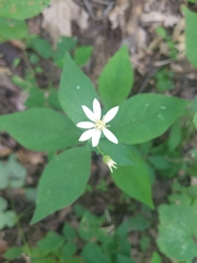 Doellingeria infirma