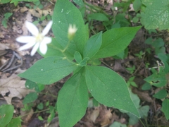 Doellingeria infirma