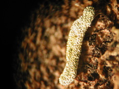 Polyschismium carestianum