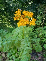 Jacobaea othonnae