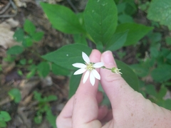 Doellingeria infirma