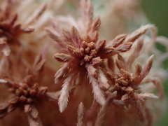Sphagnum subnitens