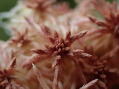 Sphagnum subnitens