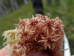 Sphagnum subnitens