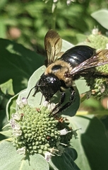 Xylocopa virginica