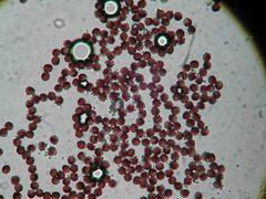 Polyschismium carestianum