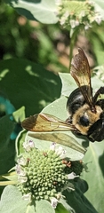 Xylocopa virginica
