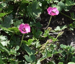 Modiolastrum gilliesii