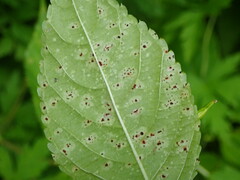 Puccinia komarovii