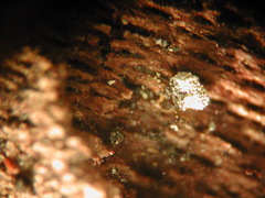 Polyschismium carestianum