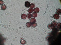 Polyschismium carestianum