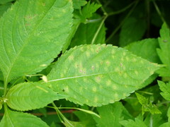 Puccinia komarovii