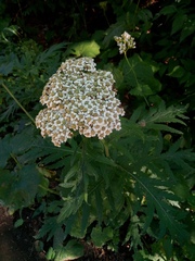 Tanacetum macrophyllum