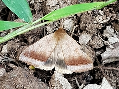 Ophiusa trapezium