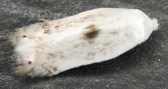 Pseudopostega