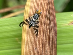Rhagoletis striatella