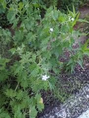 Cnidoscolus angustidens