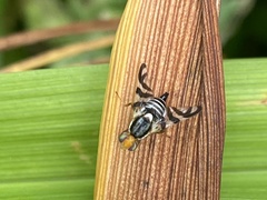 Rhagoletis striatella