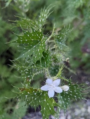 Cnidoscolus angustidens