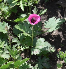 Modiolastrum gilliesii