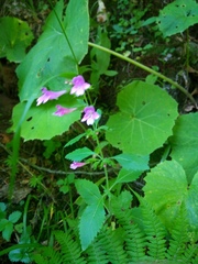 Clinopodium grandiflorum