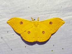 Antheraea