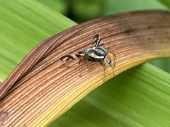 Rhagoletis striatella