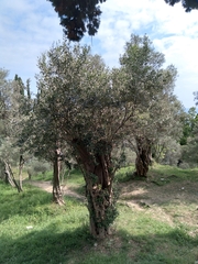 Olea europaea