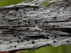 Caloplaca atrosanguinea