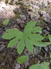 Petasites frigidus palmatus